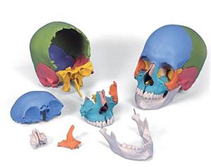  مولاژ جمجمه